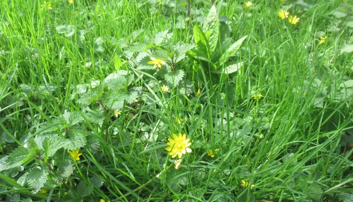 Managing weeds