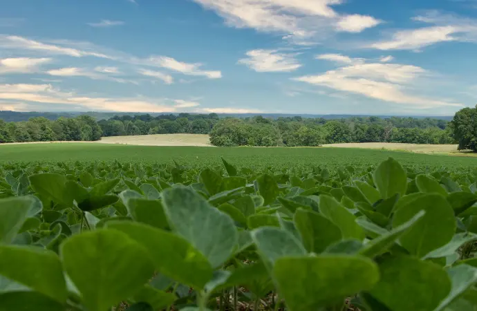 Soybeans