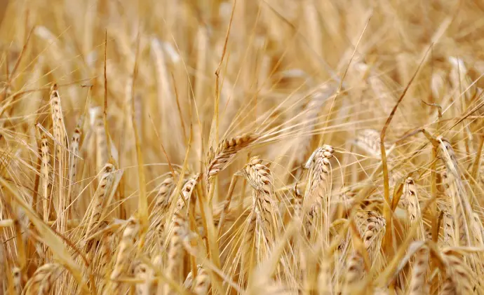 Wheat
