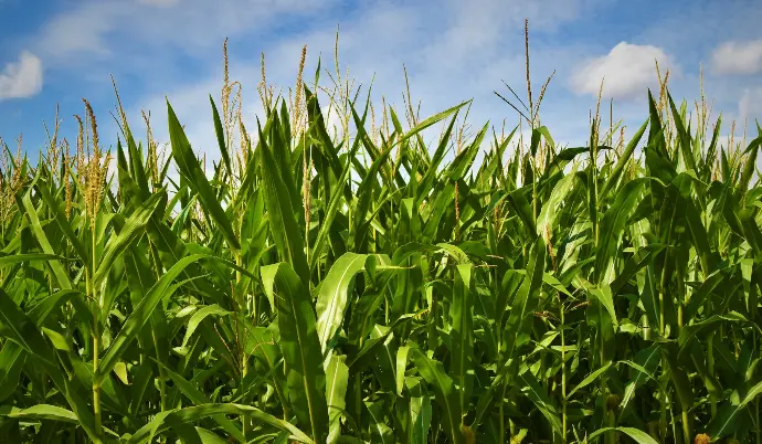 Maize