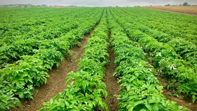 south america farming
