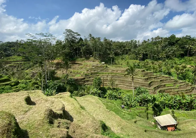 Tropical south america farming