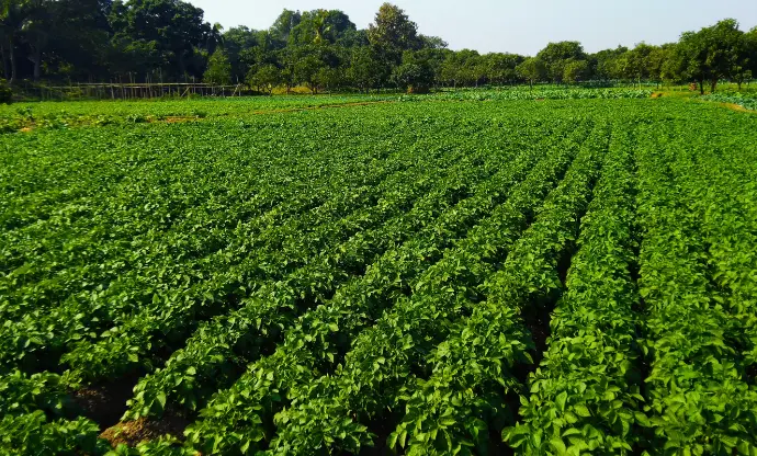 Organic Farming