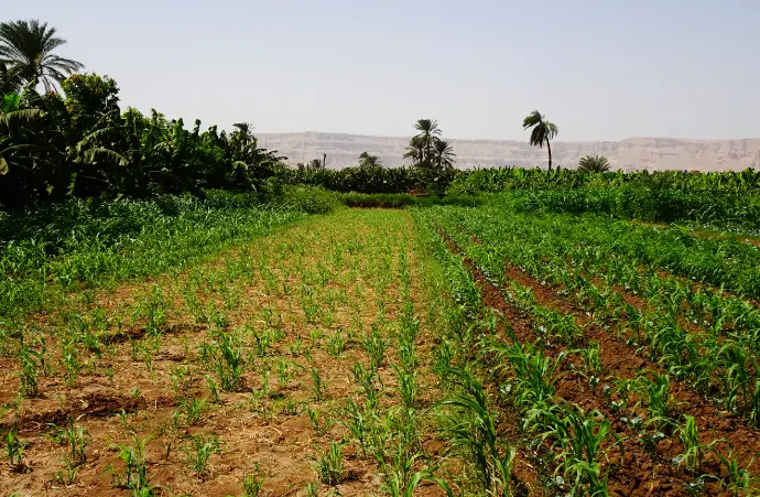 Africa’s Food System