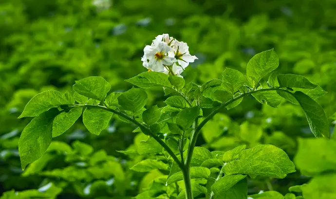 potato plants