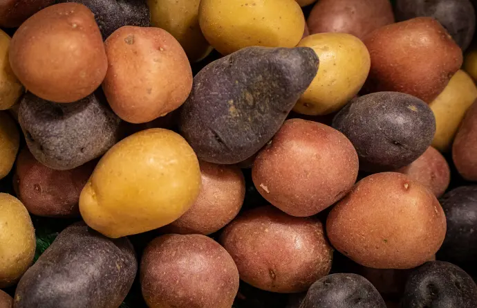 potato varieties