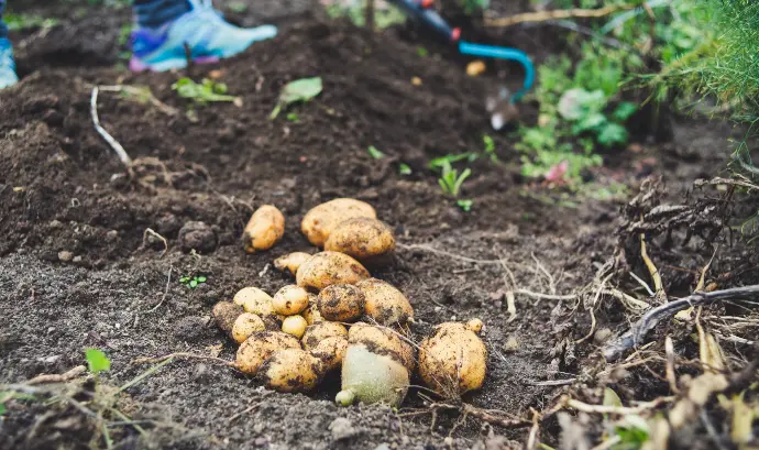Harvesting potatoes