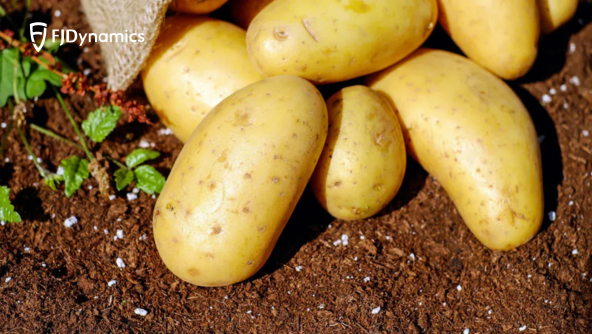 potato farming