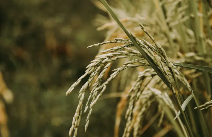 Rice
