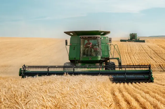 Wheat