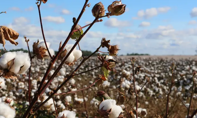 Cotton