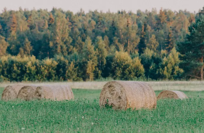 Hay