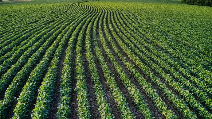 Soybeans