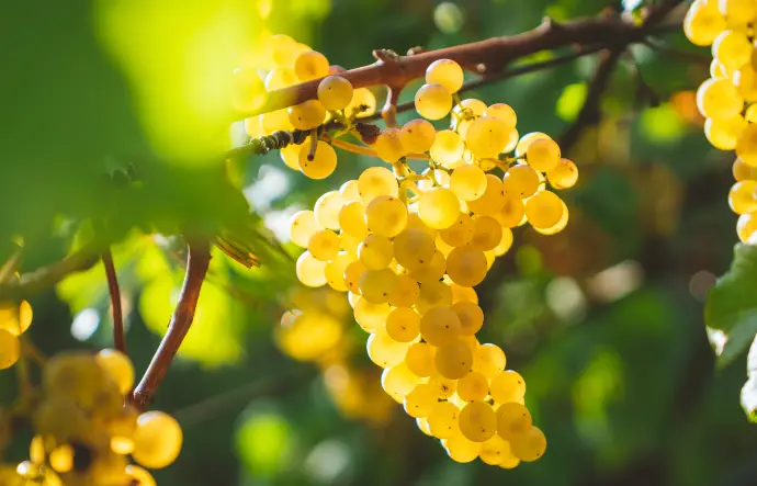 Wine Grapes