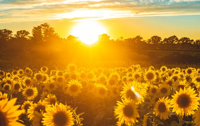 Sunflowers