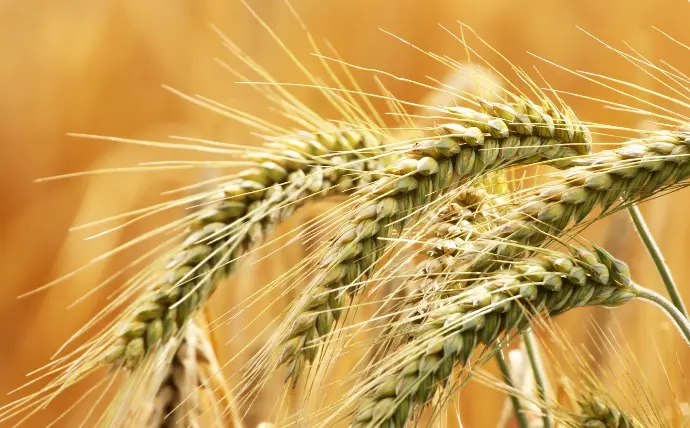 Barley