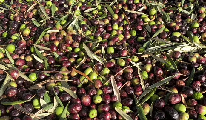 Olives