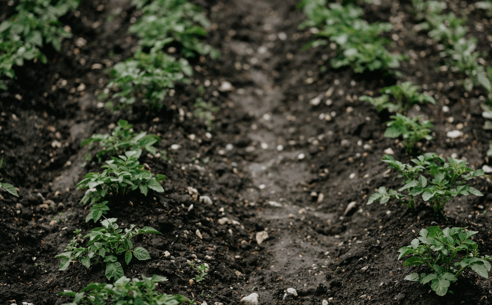 Potatoes Growing