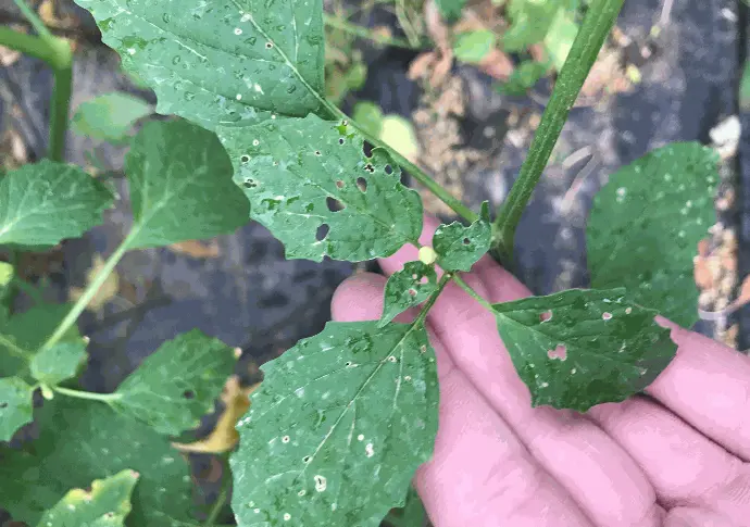 Signs of Potato Bug