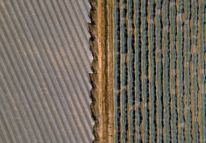 Row Covers to Protect Plants