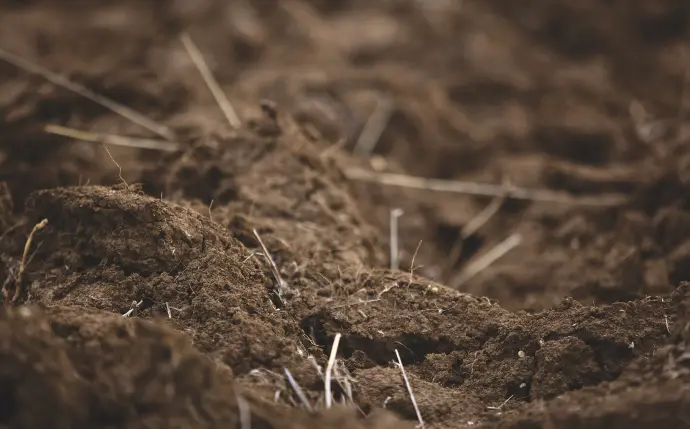 healthy soil