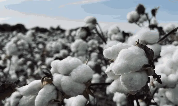 Cotton