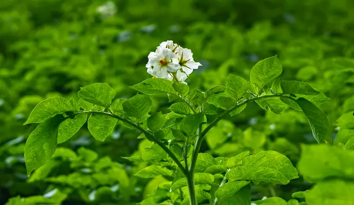 Potatoe plant