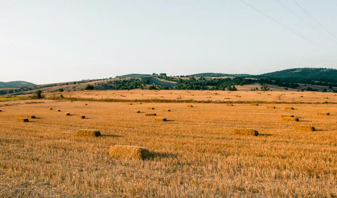 hay