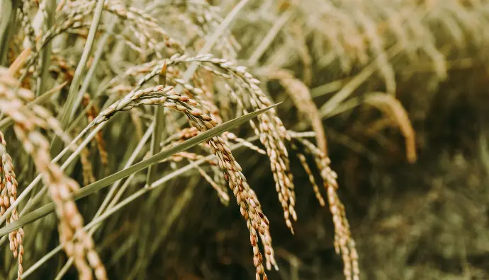 rice