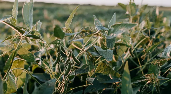 Soybeans