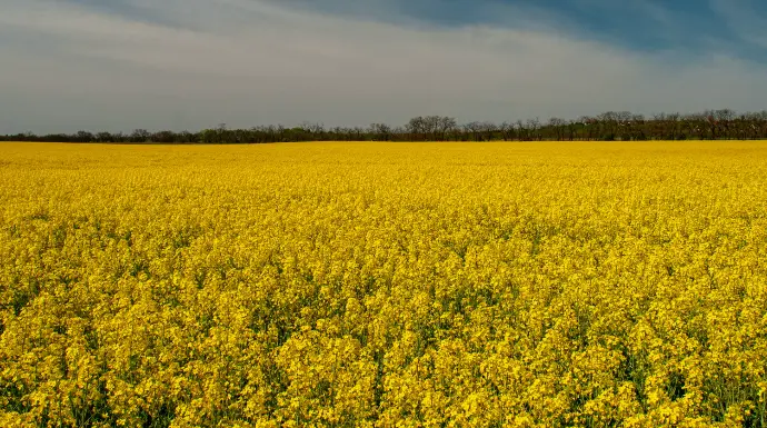 Canola