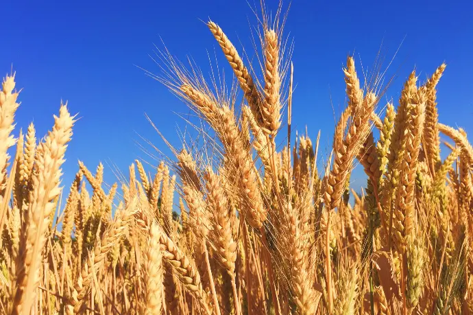 wheat