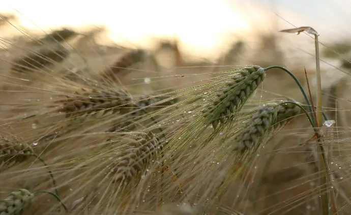 barley