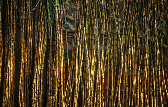 Sugarcane