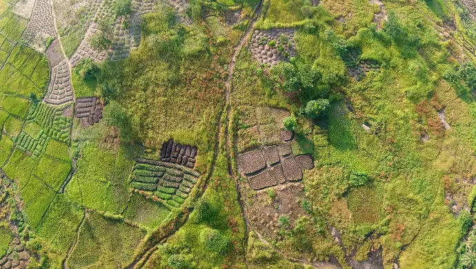 Why Crops in Africa Matter