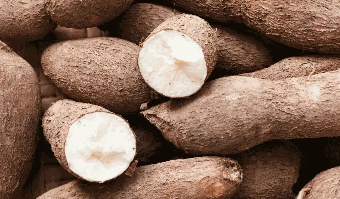 Cassava