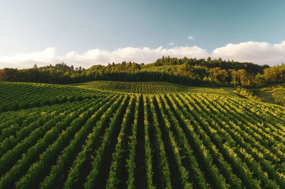 Green vineyard rows at sunset