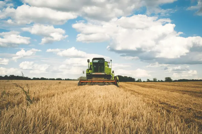 Green combine harvester in wheat field