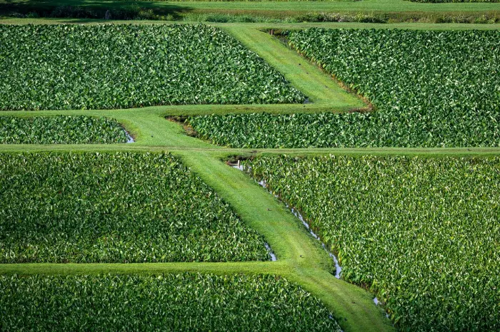 Green field with zigzag lines