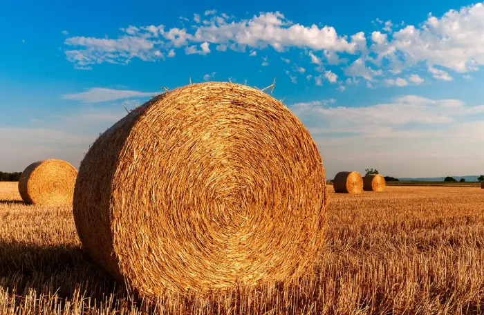 Hay bales in golden field