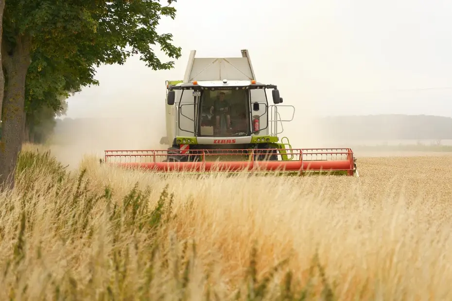 Modern mechanical harvesting in action: a CLAAS combine demonstrates efficiency during wheat harvest. The powerful machinery, complete with an operator in the cab and a visible dust plume, represents advanced agricultural technology at work in a rural landscape.