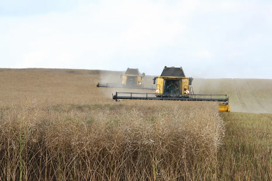 Modern mechanical harvesting at scale: Two combine harvesters operate efficiently in a ripe field, showcased against the striking contrast of a flourishing yellow rapeseed crop, highlighting the rhythm and output of contemporary agriculture.