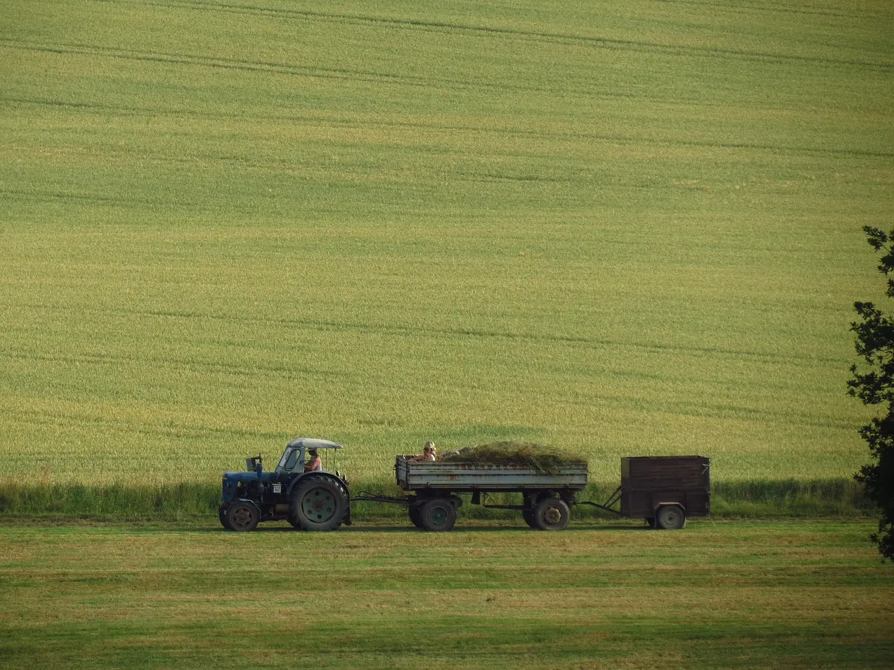 A scene of tranquil rural life: a classic blue tractor transports hay with two passengers aboard, moving through a picturesque landscape of green and gold. This image captures the harmony of simple machinery, agricultural work, and the peaceful, timeless beauty of the countryside.